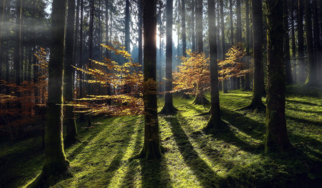 Обои картинки фото природа, лес, сосны