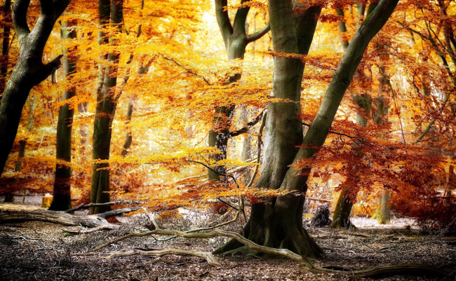 Обои картинки фото природа, лес, листопад, осень