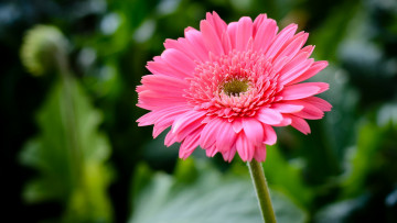 Картинка цветы герберы розовая гербера