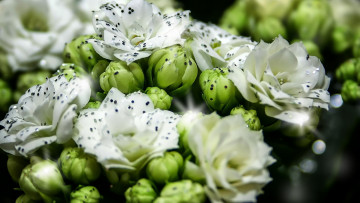 Картинка цветы каланхоэ бутоны белое