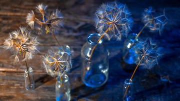 Картинка цветы одуванчики пушистики