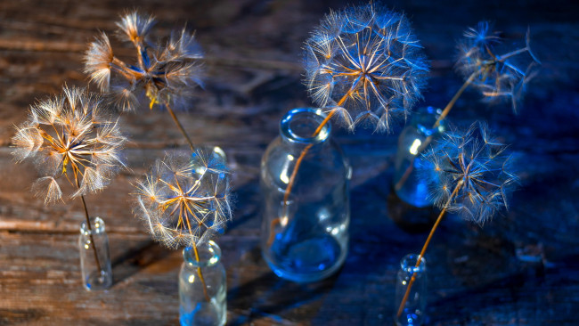 Обои картинки фото цветы, одуванчики, пушистики