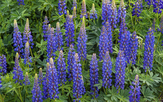 Обои картинки фото цветы, люпин, синий