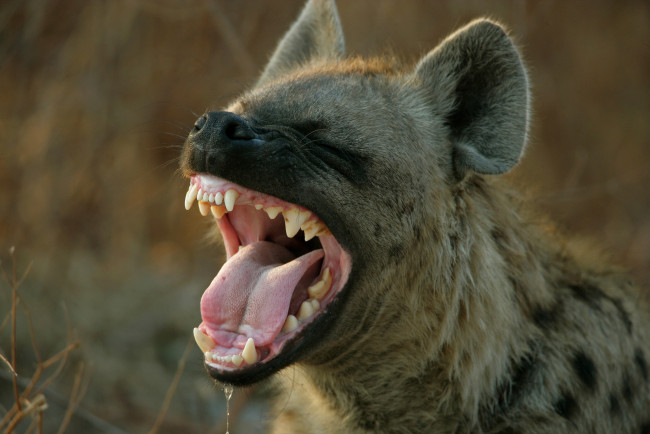 Обои картинки фото гиена, животные, гиены,  гиеновые собаки, hyena, гиеновые, хищник, млекопитающее, шерсть, когти, оскал, зубы, африка