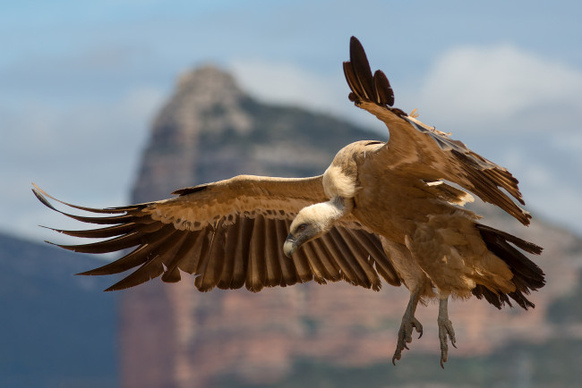 Обои картинки фото гриф, животные, птицы - хищники, падальщик, грифы, ястребиные, ястребообразные, птица, хищник, клюв, когти, перья, крылья, полёт