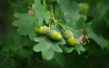 обоя природа, шишки,  жёлуди,  каштаны, желуди