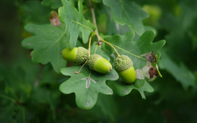 Обои картинки фото природа, шишки,  жёлуди,  каштаны, желуди