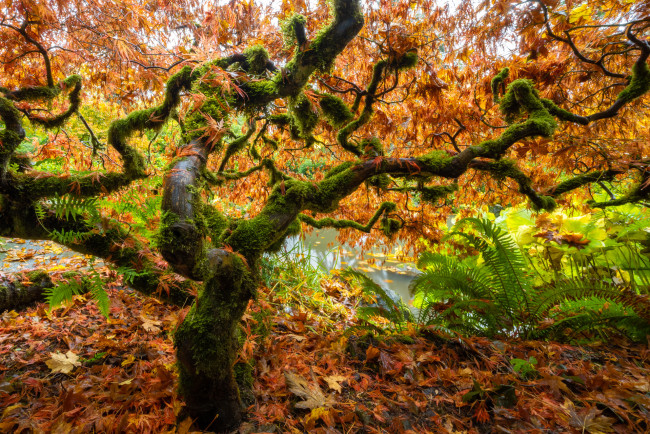 Обои картинки фото природа, деревья, осень