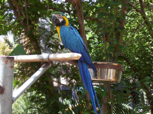 Картинка животные попугаи