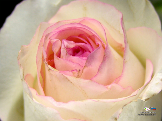 Обои картинки фото цветы, розы