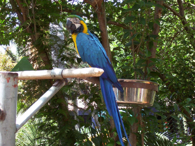 Обои картинки фото животные, попугаи