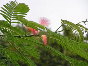 Картинка акация цветы