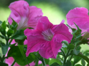 Картинка цветы петунии калибрахоа