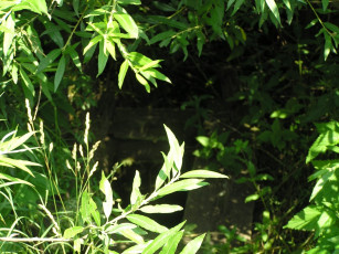 Картинка колодец природа