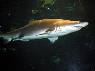 Картинка животные акулы