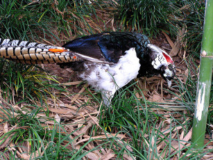 Картинка животные глухари тетерева фазаны