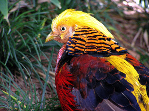 Картинка животные глухари тетерева фазаны