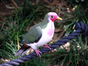 Картинка животные голуби