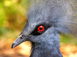 Картинка животные голуби