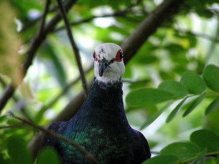 Картинка животные голуби