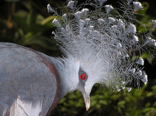 Картинка животные голуби