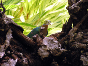 Картинка животные голуби