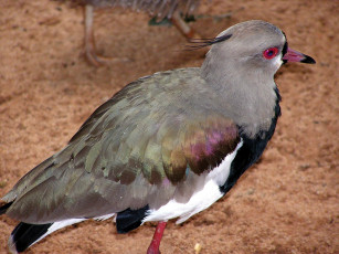 Картинка животные голуби