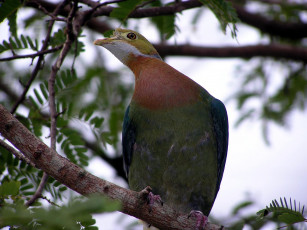 Картинка животные голуби