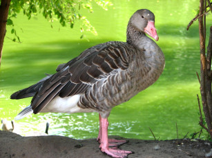 Картинка животные гуси