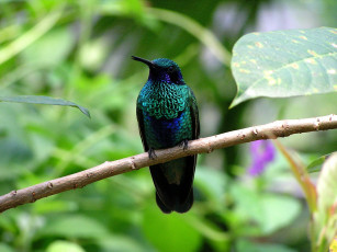 Картинка животные колибри