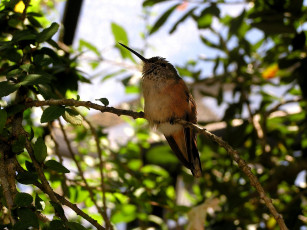 Картинка животные колибри