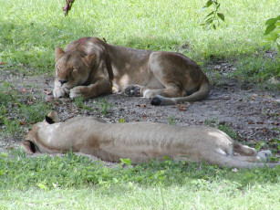 Картинка животные львы