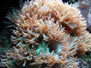 Картинка животные морская фауна