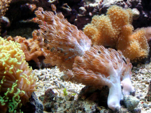 Картинка животные морская фауна