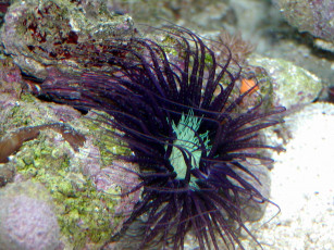 Картинка животные морская фауна