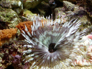 Картинка животные морская фауна