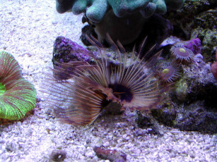 Картинка животные морская фауна