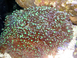 Картинка животные морская фауна