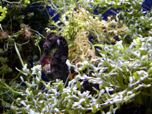 Картинка животные морская фауна