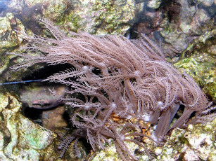 Картинка животные морская фауна