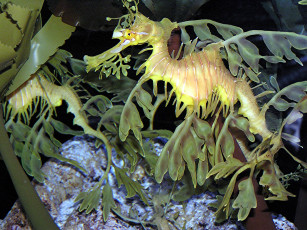 Картинка животные морская фауна