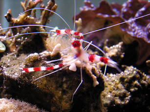 Картинка животные морская фауна