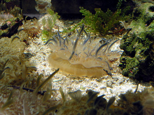 Картинка животные морская фауна