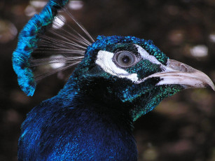 Картинка животные павлины