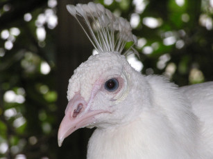 Картинка животные павлины