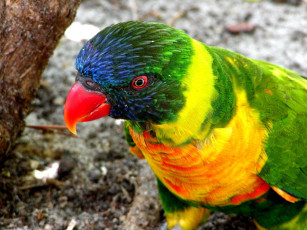 Картинка животные попугаи