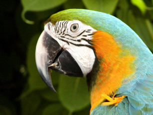 Картинка животные попугаи