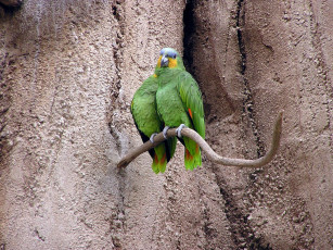 Картинка животные попугаи