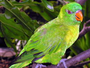 Картинка животные попугаи