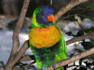 Картинка животные попугаи